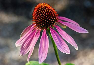 Conas a oibríonn Echinacea ar Fhrithocsaídeach?
