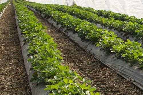 Úsáid Konjac Glucomannan sa Talmhaíocht