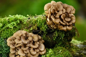 Cad iad na Buntáistí Sláinte a bhaineann le Sliocht Muisiriún Maitake?